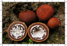 Elaphomyces muricatus